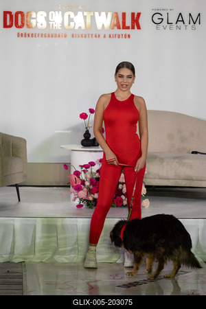 Dogs on the Catwalk in Budapest-stock-foto