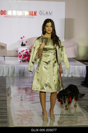 Dogs on the Catwalk in Budapest-stock-foto