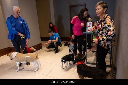Dogs on the Catwalk in Budapest-stock-foto