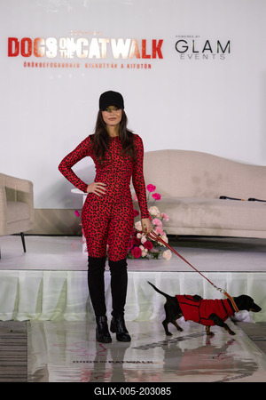 Dogs on the Catwalk in Budapest-stock-foto