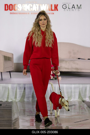 Dogs on the Catwalk in Budapest-stock-foto