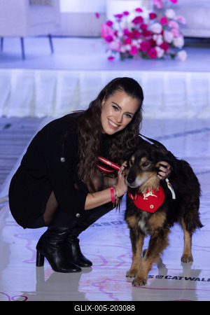Dogs on the Catwalk in Budapest-stock-foto