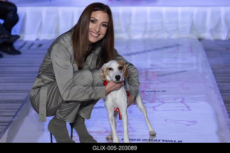 Dogs on the Catwalk in Budapest-stock-foto