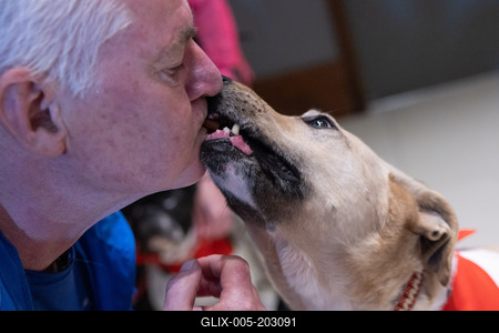 Dogs on the Catwalk in Budapest-stock-foto