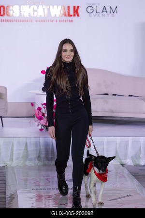 Dogs on the Catwalk in Budapest-stock-foto