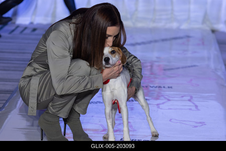 Dogs on the Catwalk in Budapest-stock-foto