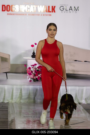 Dogs on the Catwalk in Budapest-stock-foto