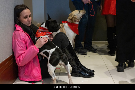 Dogs on the Catwalk in Budapest-stock-foto