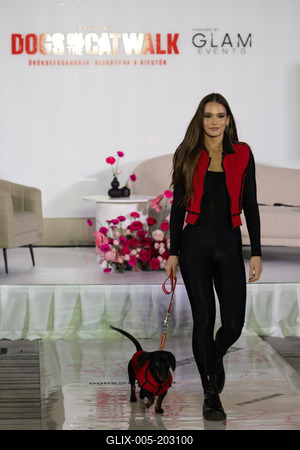 Dogs on the Catwalk in Budapest-stock-foto