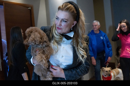 Dogs on the Catwalk in Budapest-stock-foto