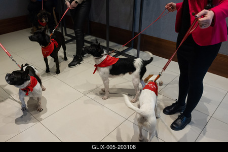 Dogs on the Catwalk in Budapest-stock-foto