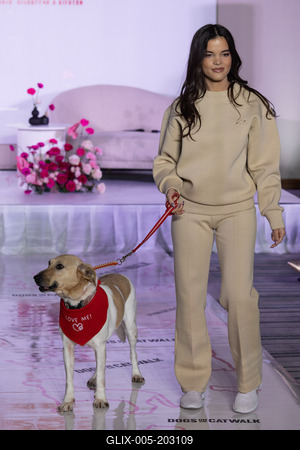 Dogs on the Catwalk in Budapest-stock-foto