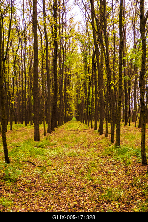 Erdő-stock-foto