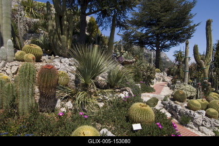 Botanic garden (Jardin Exotique), Eze village, Alpes Maritimes, Provence, Cote d'Azur, France, Europe-stock-foto