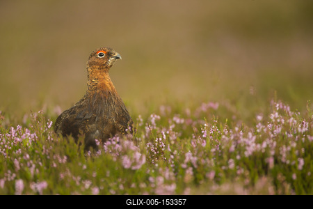 Red Grouse(Lagopus lagopus),Yorkshire Dales, England,United Kingdom,Europe-stock-foto