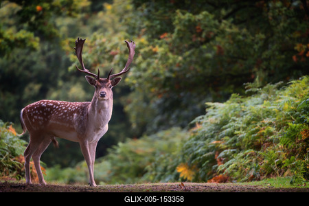 Fallow Deer (Dama dama) in an autumnal forest, Bradgate, England, United Kingdom, Europe-stock-foto