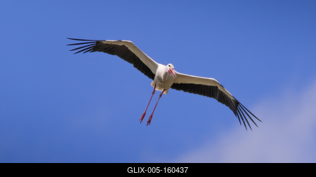 Gólya ereszkedik siklórepülésben-stock-foto