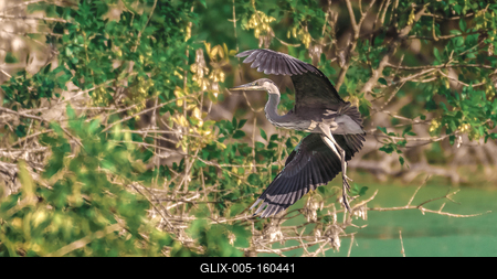 Gemenci szürke gém leszáll a fára-stock-foto