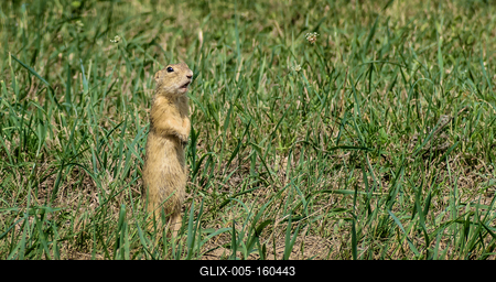 Közönséges ürge a zöld fűben csodálkozva áll-stock-foto