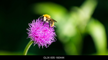 Méhecske beporozza a virágot-stock-foto