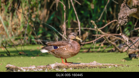 Vadkacsa tollászkodik a farönkön-stock-foto