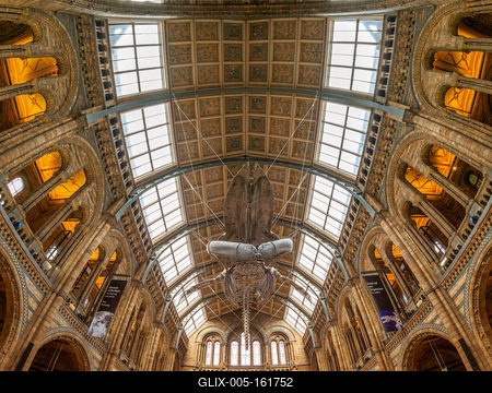 11.08.2019. London, UK. Hall of Natural historical museum.-stock-foto