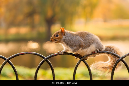 Squirrel in St James Park, London.-stock-foto