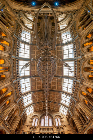 11.08.2019. London, UK. Hall of Natural historical museum.-stock-foto