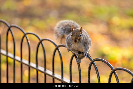 Squirrel in St James Park, London.-stock-foto
