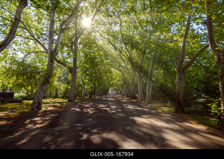 Cementery in Fiumei road-stock-foto