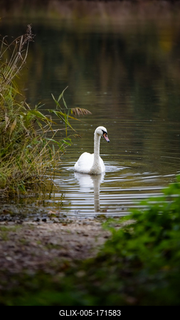 Kanyavar island Little balaton area in Hungary-stock-foto