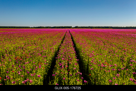 Detail of flowering poppy field in  purple colored poppy flowers-stock-foto