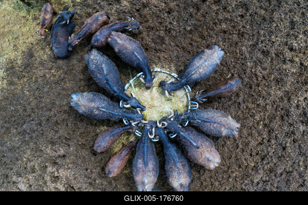 buffalo reserve aera in Hungary-stock-foto