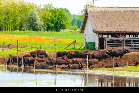 buffalo reserve aera in Hungary-stock-foto