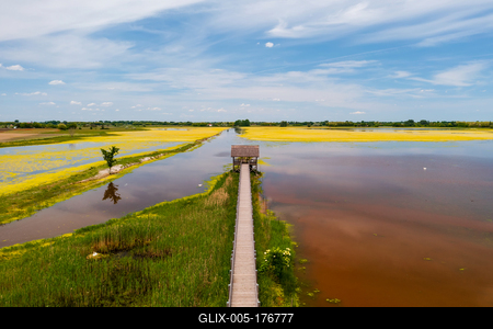 buffalo reserve aera in Hungary-stock-foto