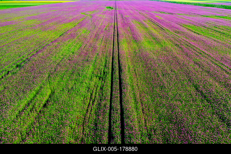 Detail of flowering poppy field in  purple colored poppy flowers-stock-foto