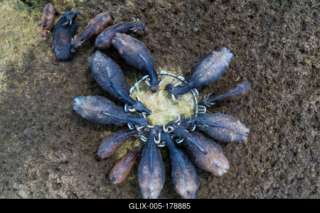 buffalo reserve aera in Hungary-stock-foto