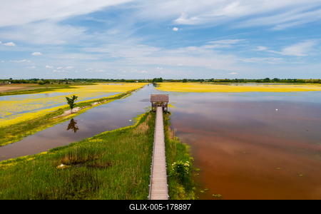 buffalo reserve aera in Hungary-stock-foto