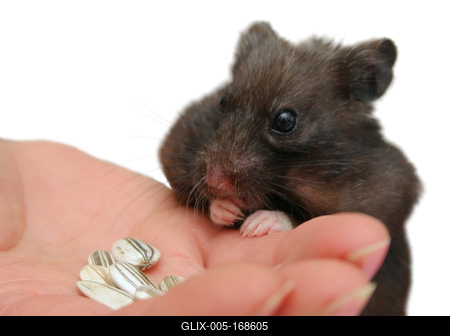 hamster-stock-foto