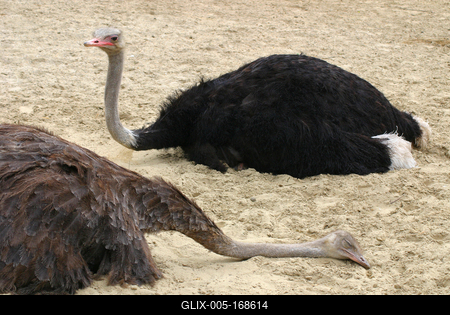 ostrich-stock-foto
