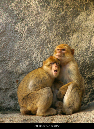 monkeys-stock-foto
