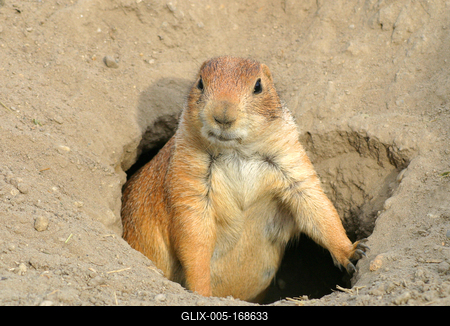 prairie dog1-stock-foto