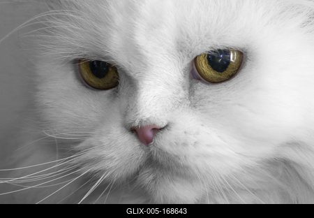 persiancat-stock-foto