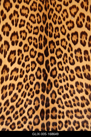 leopard skin-stock-foto