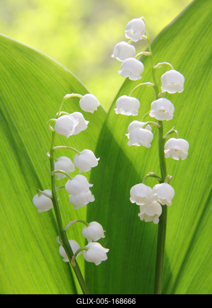 lily of the valley-stock-foto