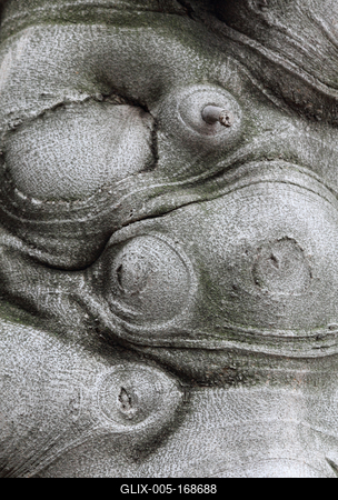 fig tree trunk-stock-foto