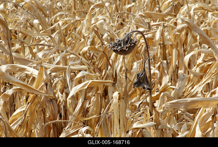 dried corn and sunflower fields-stock-foto