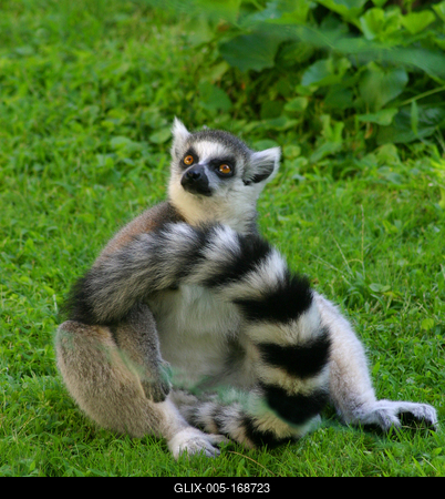 lemur-stock-foto