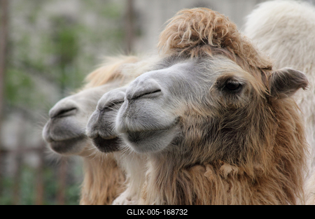 camels-stock-foto
