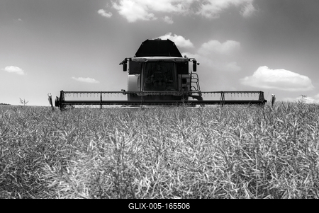 Farmers are harvesting with a New Holland CR9080 combine on a sunny day. Black and white.-stock-foto